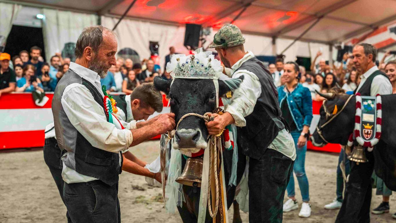 CAMPIGLIO - Una nuova straordinaria edizione per "Giovenche di razza Rendena"