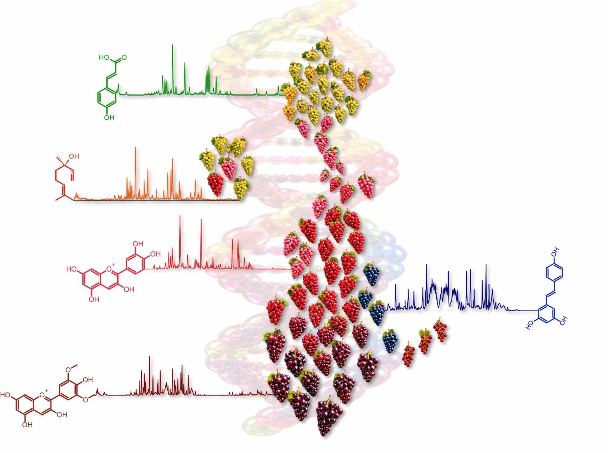 TRENTINO - Fondazione Mach realizza il primo atlante metabolomico dell’uva al mondo