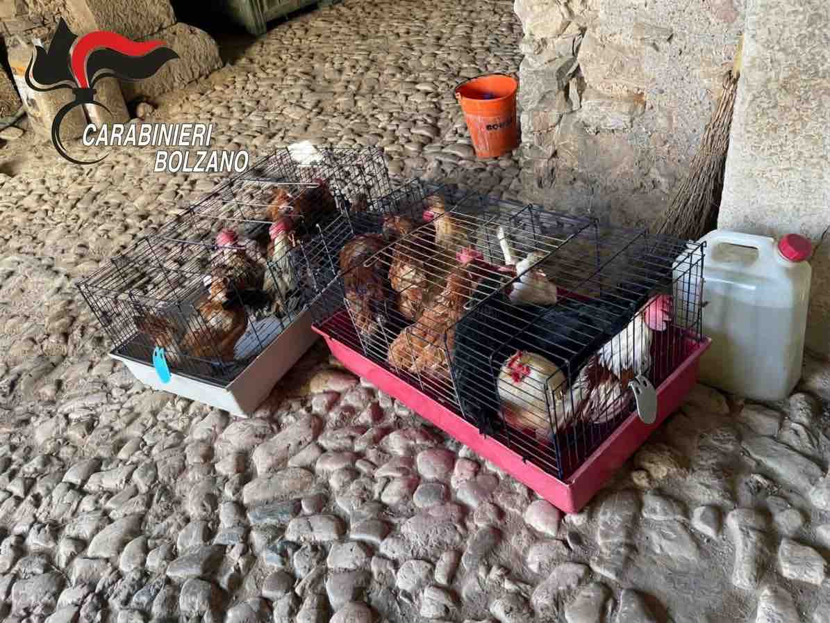ALTO ADIGE - 46 animali salvati dal degrado in appartamento e rimessaggio