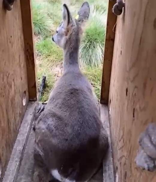 VALLE CAMONICA - Dopo le cure al Cras di Paspardo liberati due caprioli
