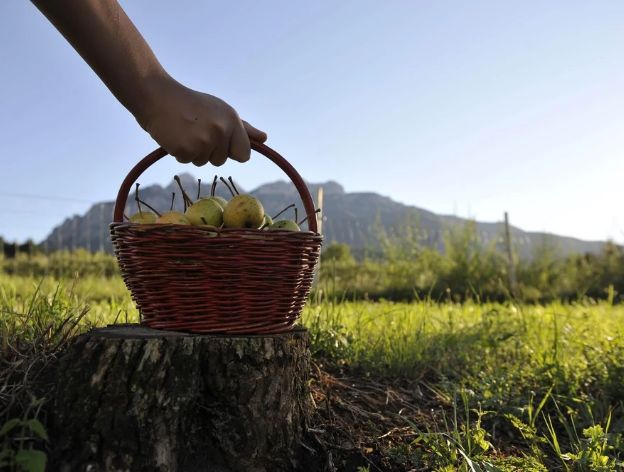 ALPE CIMBRA - Festa della Pera: a Vattaro un sabato tra gusto, attività e grande musica
