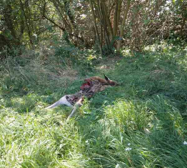 VAL DI SOLE E NON - Predazione dell'orso in località Pont de fer a Dimaro