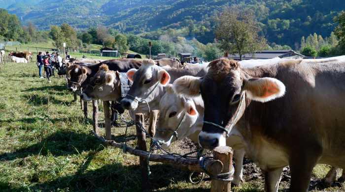 VALLE CAMONICA - Successo della Fiera di San Gallo a Malonno: 173 capi in concorso